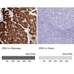 Carboxypeptidase A1/CPA1 Antibody, Novus Biologicals 0.1mL; Unlabeled:Antibodies,
